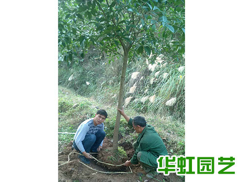 桂花樹木