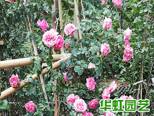 花卉基地 批發零售