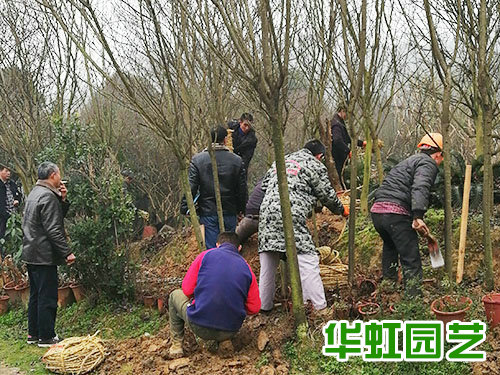 懷化傳化公路港園區綠化工程